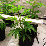 120W Under Canopy Light | Samsung 301B Full Spectrum Grow Lights