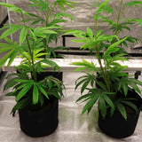 120W Under Canopy Light | Samsung 301B Full Spectrum Grow Lights