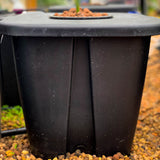 Aeros Deep Water Culture system