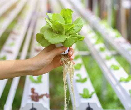 Hydroponic Systems