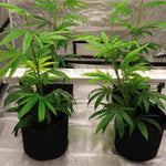 120W Under Canopy Light | Samsung 301B Full Spectrum Grow Lights