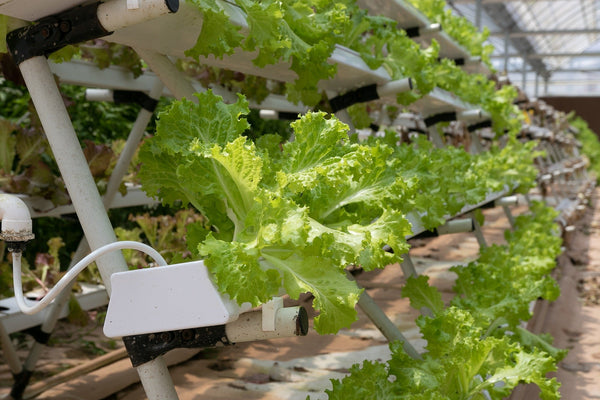 Hydroponic Growing