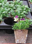 Jiffy Pot Round with slits (6cmx6cm) 3000/crt