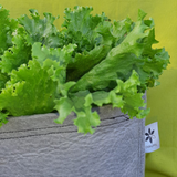 Daisy May - Grow Bags - With Velcro